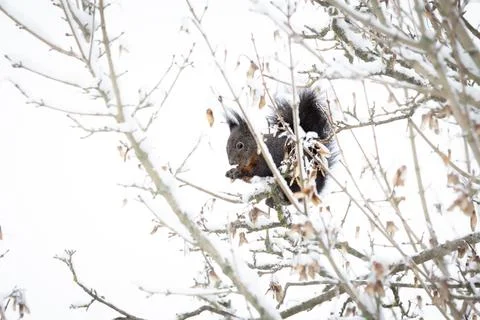 Dark Red Squirrel Foraging in Winter (Sciurus vulgaris) Stock Photos