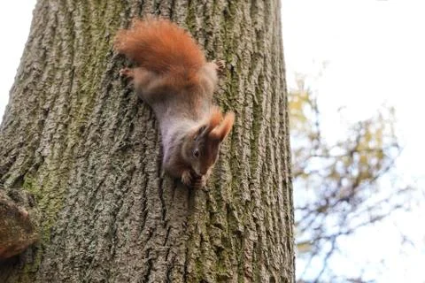 A dark red squirrel holds a nut or grain in its paws, the process of eating,  Foto stock