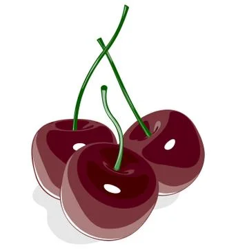 Dark red sweet cherry isolated on white Stock Illustration
