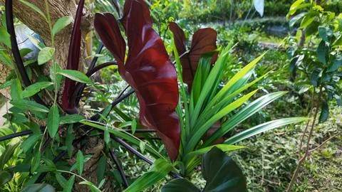 Dark red taro philo black cardinal plant leaf growing in tropical garden Stock Photos