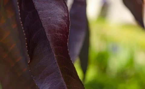 Dark red tree leaf texture. Autumn leaf on the green background. Abstract nat Stock Photos