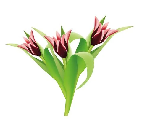 Dark-red tulip Stock Illustration