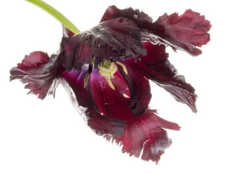 Dark red tulip Foto stock