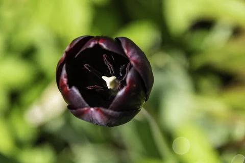 Dark Red Tulip Stock Photos