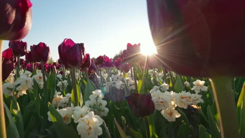 Dark Red Tulips And White Daffodils Blooming In Field At Sunrise Stock Footage 344868623