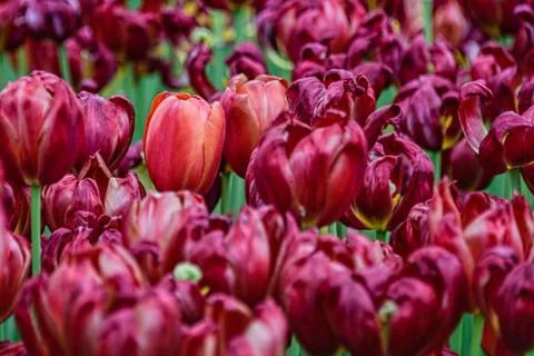 Dark red tulips Foto stock