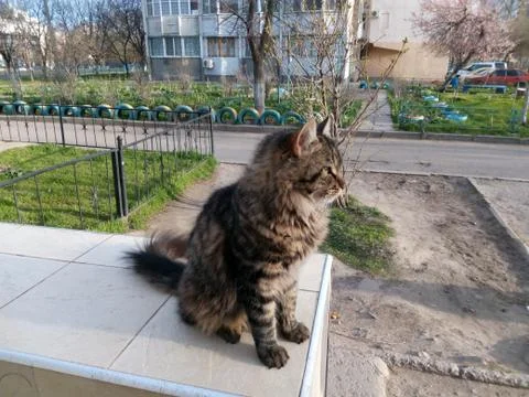 Dark red yard cat sitting on the parapet of the tiles spring day Stock Photos