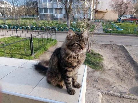 Dark red yard cat sitting on the parapet of the tiles spring day 写真素材