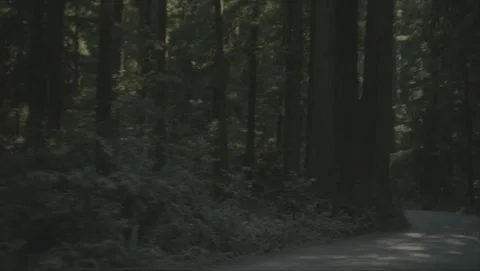 Dark redwood forest interior with a road Stock Footage 344089940