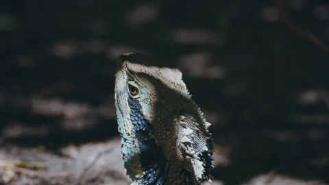 Dark Reptile Scene, Dramatic Portrayal Of Concealed Lizard And Water Dragon Amid Stock Footage 323583299
