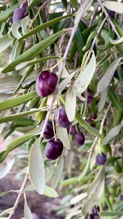 Dark ripe olives hanging on branches in the sun Stock Footage 331975106