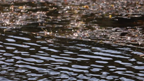 Dark Ripples On The Surface Of A Pond Or Lake. Out-Of-Focus Floating Autumn Leav Stock Footage 322583039