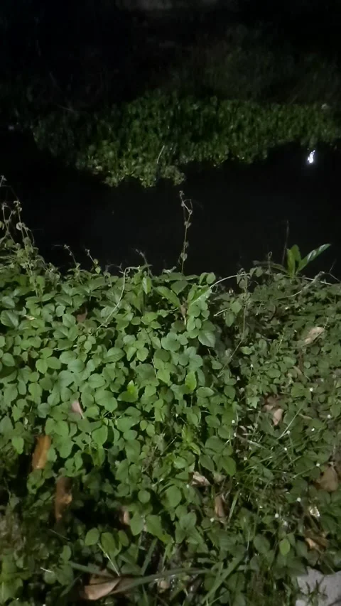 Dark River Behind Leaves, Vertical Footage Stock Footage 333841294