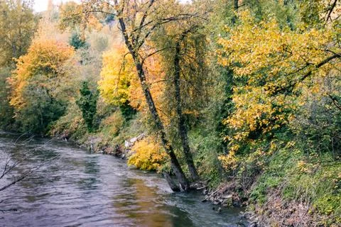 Dark river in bright forest Stock Photos
