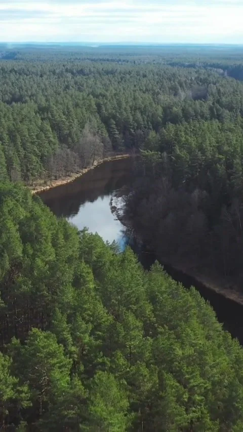 Dark river winds through dense green pine forest landscape Stock Footage 334168942