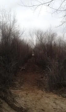 Dark road on a cold winter day with dry bushes Stock Photos
