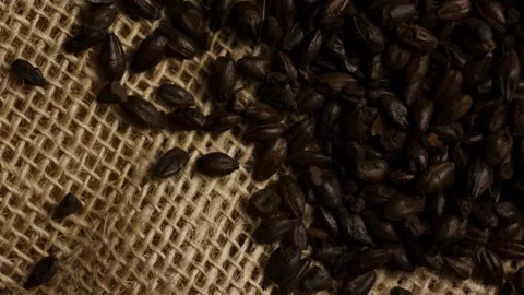 Dark roasted barley grains rotating on rustic burlap fabric Stock Footage 328135852