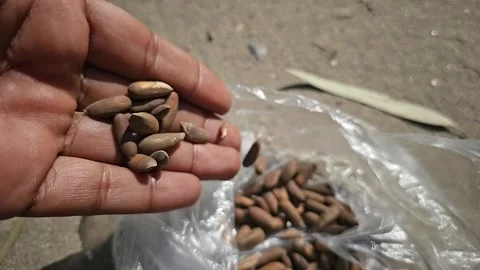 Dark roasted chalghoza roasted pine nuts clockwise 1000fps super slow motion Stock Footage 265537183