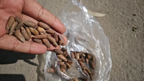 Dark roasted chalghoza roasted pine nuts clockwise 1000fps super slow motion Stock Footage 265537200