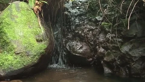 Dark Rocky Stream Flowing Through Natural Forest Setting Stock Footage 329798025