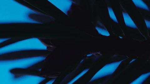 The dark room with the leaf on a macro shot Stock Footage 103112340