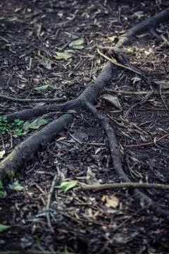 Dark roots Stock Photos