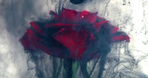 Dark rose with black ink spilling on it. Beautiful unique shot with relationship Stock Footage 73310571