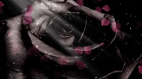 DARK ROSE LOOP ANIMATION Stock Footage 138903138