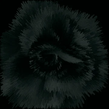 Dark rose Stock Photos