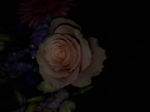 Dark rose Stock Photos