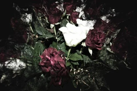 Dark roses Stock Photos