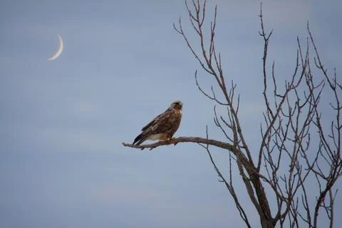 Dark Rough legged Hawk on tree branch with moon crescent behind Stock Photos