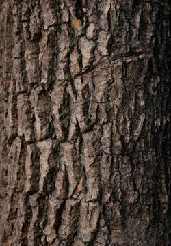 Dark rough tree bark texture with deep vertical cracks grooves and peeling .. 스톡 사진