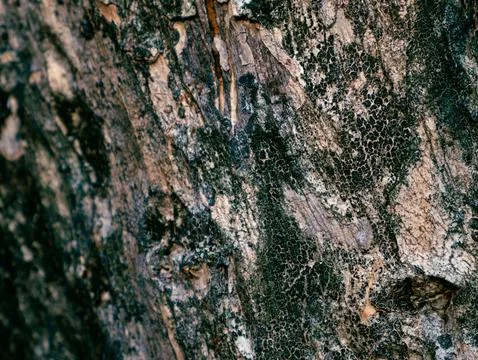 Dark rough tree bark texture with deep vertical cracks grooves and peeling .. Foto stock