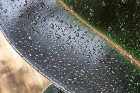 Dark Rubber Leaf Texture With Dense Water Droplets Stock Photos