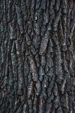 Dark rugged tree bark surface pattern macro view Stock Photos