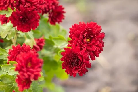 Dark rusty red aster dumosus flowers with yellow middles in german garden. .. Stock Photos
