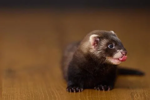 Dark sable eight weeks old baby ferret kit playing actively on a brown wooden Fotos Stock