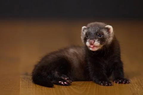 Dark sable eight weeks old baby ferret kit playing actively on a brown wooden Фото