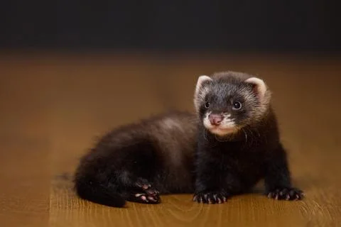 Dark sable eight weeks old baby ferret kit playing actively on a brown wooden Foto stock