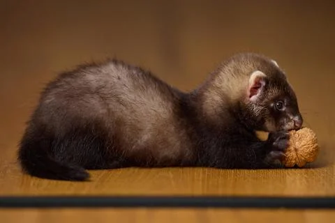 Dark sable eight weeks old baby ferret kit playing actively on a brown wooden Stock-Fotos