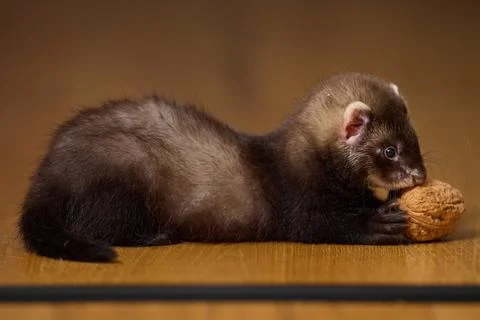Dark sable eight weeks old baby ferret kit playing actively on a brown wooden Photos