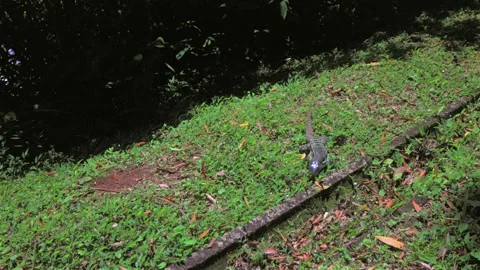 Dark scaled lizard walking across grassy path inside Iguazú National Park Stock Footage 333794393