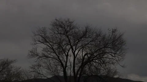Dark scary birds tree Stock Footage