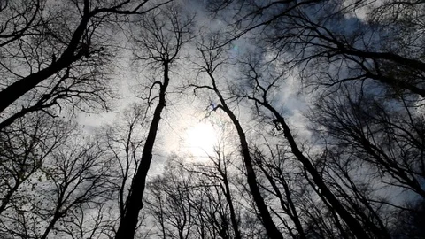 Dark Scary Forest. Looking Up In Forest Stock Footage 105925616