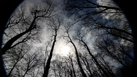 Dark Scary Woods Video stock 105925591
