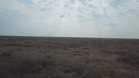 Dark Scrub Plain Under Cloud Streaks at the Horizon, Serengeti, Tanzania 8K Stock Footage 313908459