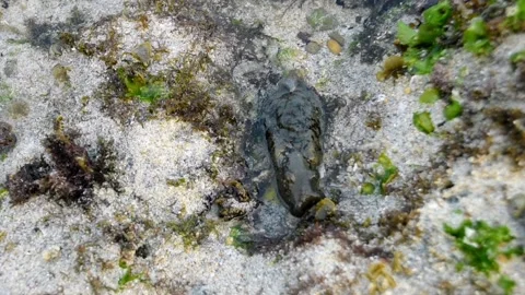 A dark sea hare sea slug crawling across a sandy reef floor Vidéo 343489007