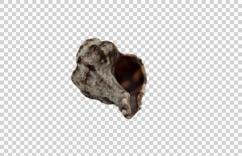 Dark seashell on transparent background in macro photography. For text. 库存照片