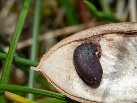 Dark seed nestled in split pod 写真素材